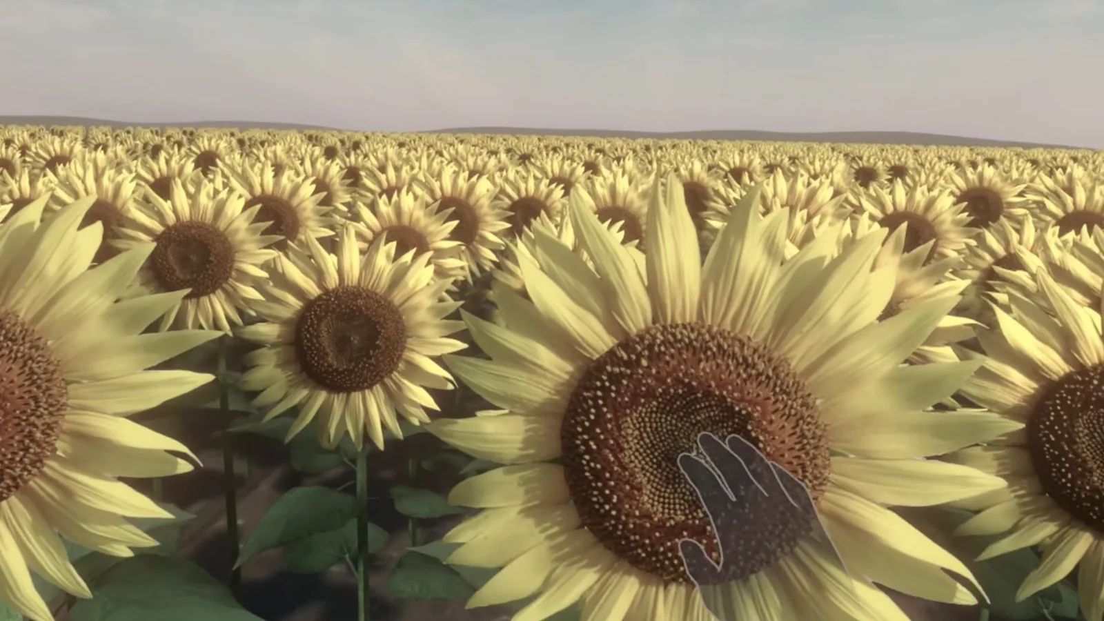 Campo de girasoles virtual en la experiencia de realidad mixta de Carmona